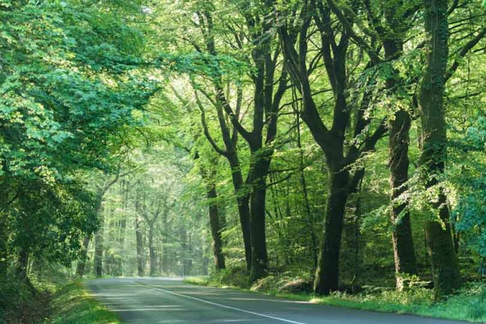 foret broceliande bretagne